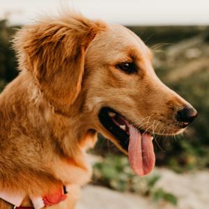 Service or Emotional Support Dogs