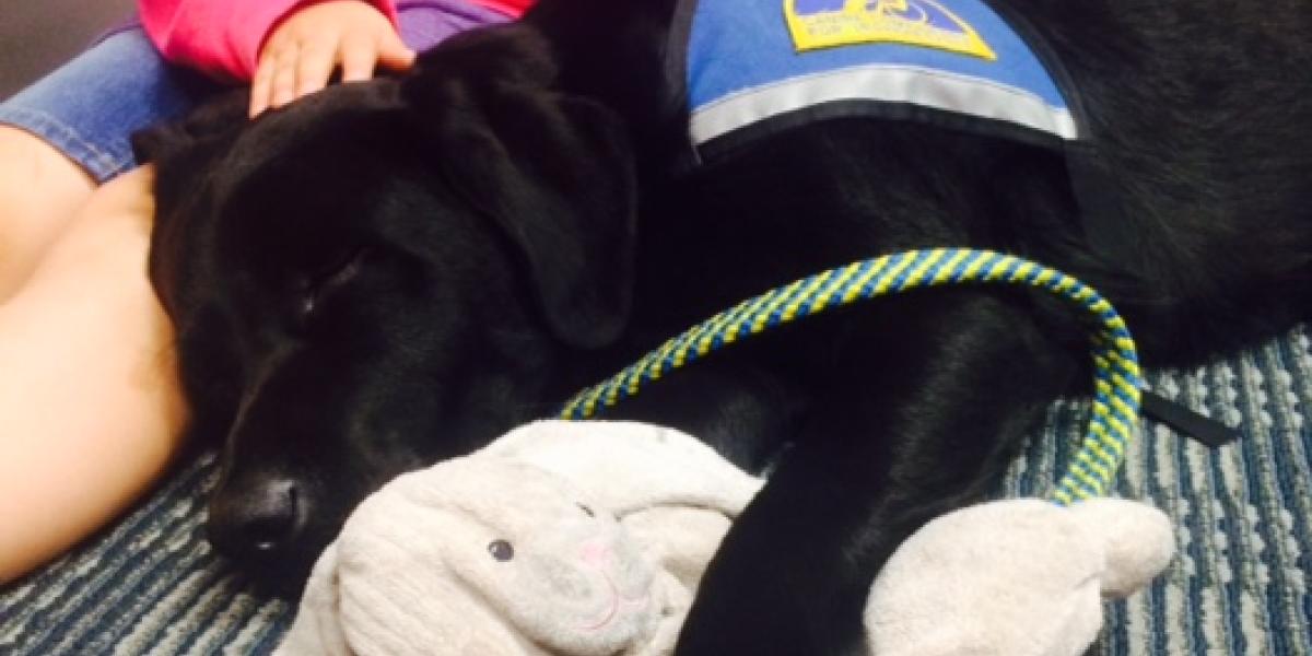 Nebraska’s “Take Your Dog to Work Day” Can Be Any Day With Courthouse Dogs