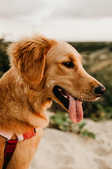 Service or Emotional Support Dogs