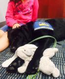Nebraska’s “Take Your Dog to Work Day” Can Be Any Day With Courthouse Dogs